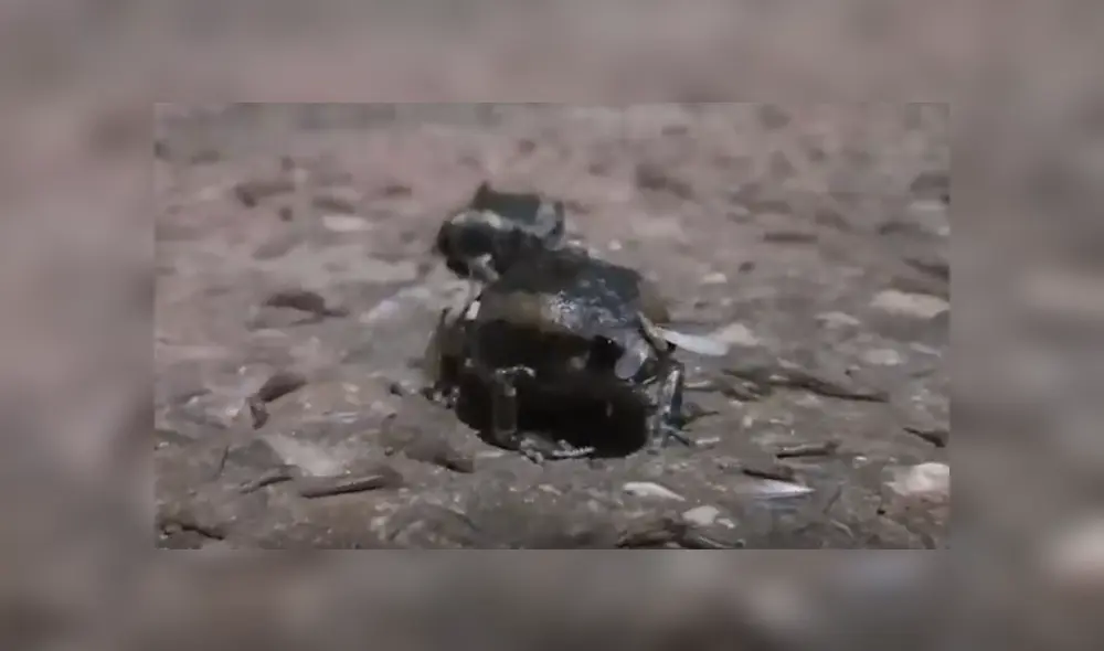 Desliza para ver los detalles del video viral publicado en YouTube. Foto: Captura. Desliza para ver los detalles del video viral publicado en YouTube. Foto: Captura.