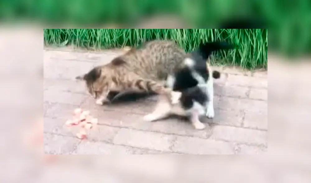 Gato intenta devorar comida de su amigo, pero este le da gran lección con graciosa reacción [VIDEO]