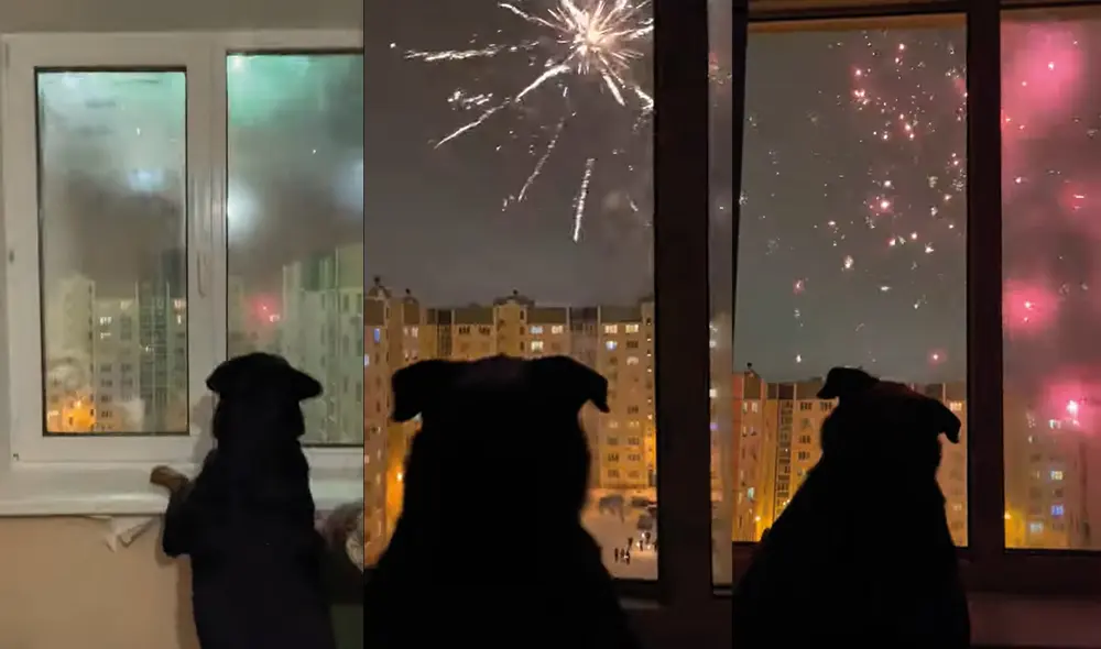 El animal disfrutó de la pirotecnia desde su ventana. Foto: captura de YouTube
