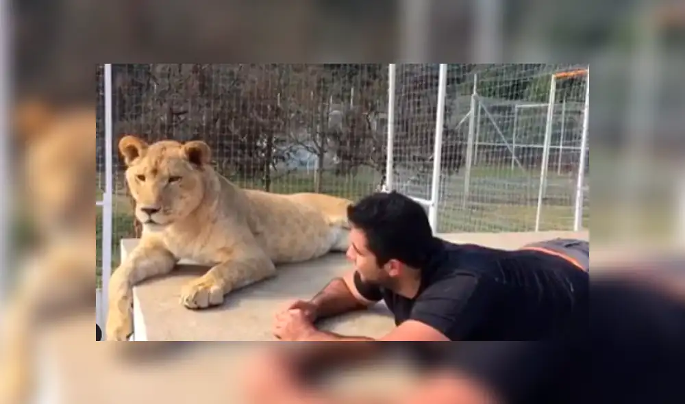 Facebook viral: visitante de zoológico arroja piedra a leona y ella reacciona así [VIDEO]