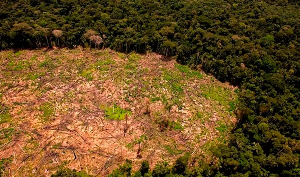 Bosques de la Amazonía deforestados. (Foto: SPDA)