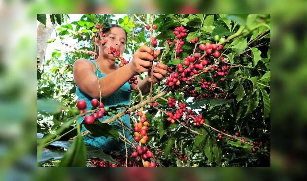 Precios del café: tristeza para los productores, felicidad para el consumidor Precios del café: tristeza para los productores, felicidad para el consumidor