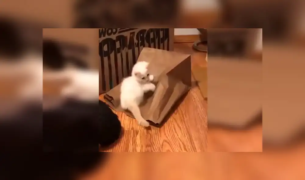 Desliza las imágenes hacia la izquierda para apreciar la divertida escena que protagonizaron unos gatos bebés. Foto: Captura.