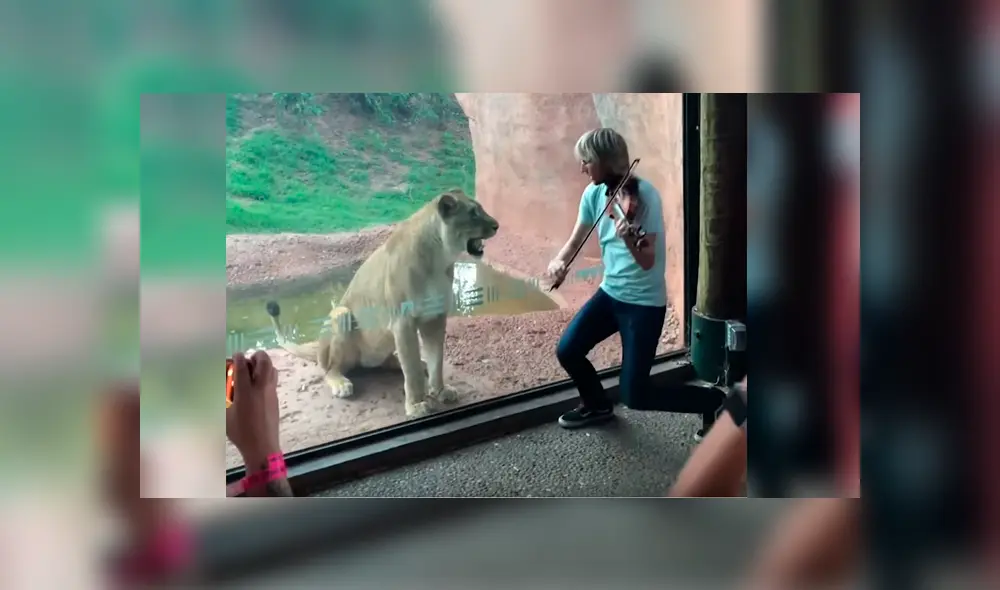 Vía YouTube. Músico visitó recinto de leones en zoológico para darles una “serenata”, sin imaginar la curiosa conducta que tendría una de las feroces leonas