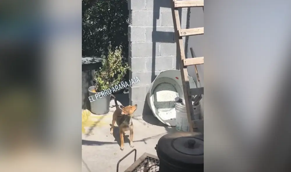 Desliza hacia la izquierda para ver las imágenes del video viral. Foto: captura de TikTok.