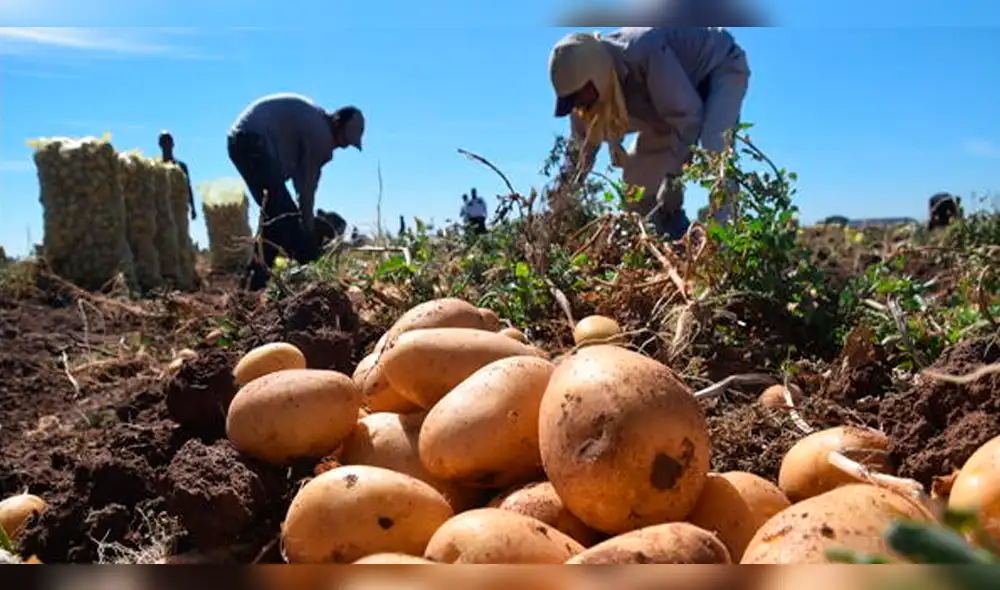 Agricultores piden subsidio para siembra en altura