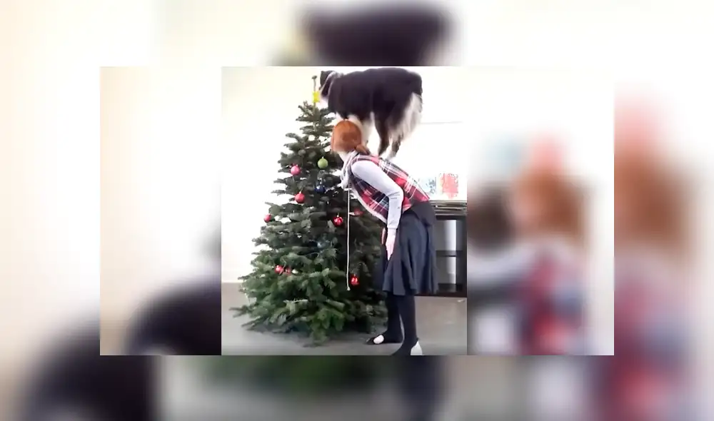 Video es viral en Facebook. El can ha causado sensación en las redes tras la difusión el video en el que se le ve apoyando a su dueña con cada adorno del árbol navideño Video es viral en Facebook. El can ha causado sensación en las redes tras la difusión el video en el que se le ve apoyando a su dueña con cada adorno del árbol navideño