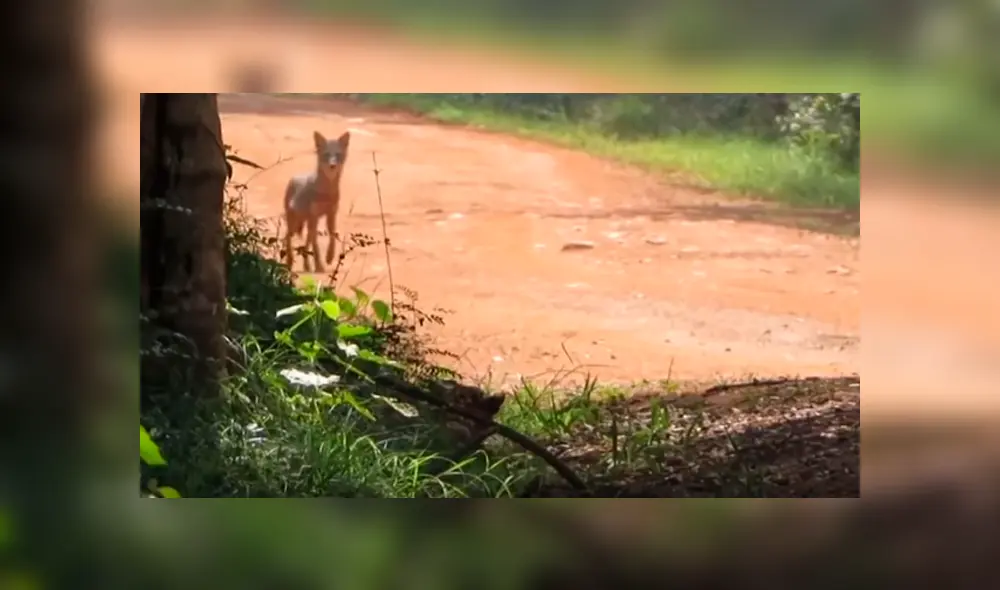 Desliza hacia la izquierda para ver el feroz ataque de los animales que se hizo viral en Facebook.