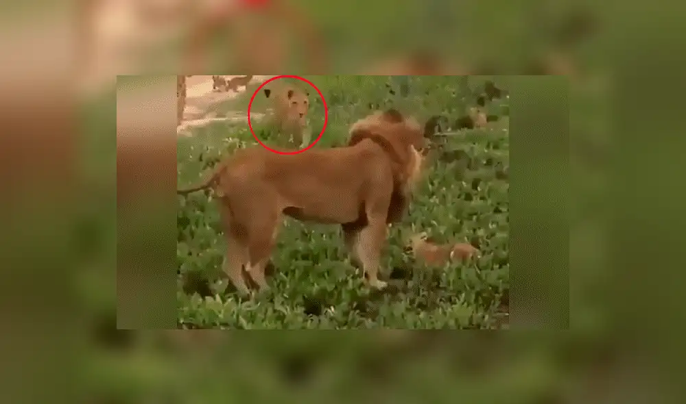 YouTube viral: León golpea a su cachorro, pero la madre lo descubre y le da su merecido [VIDEO] 