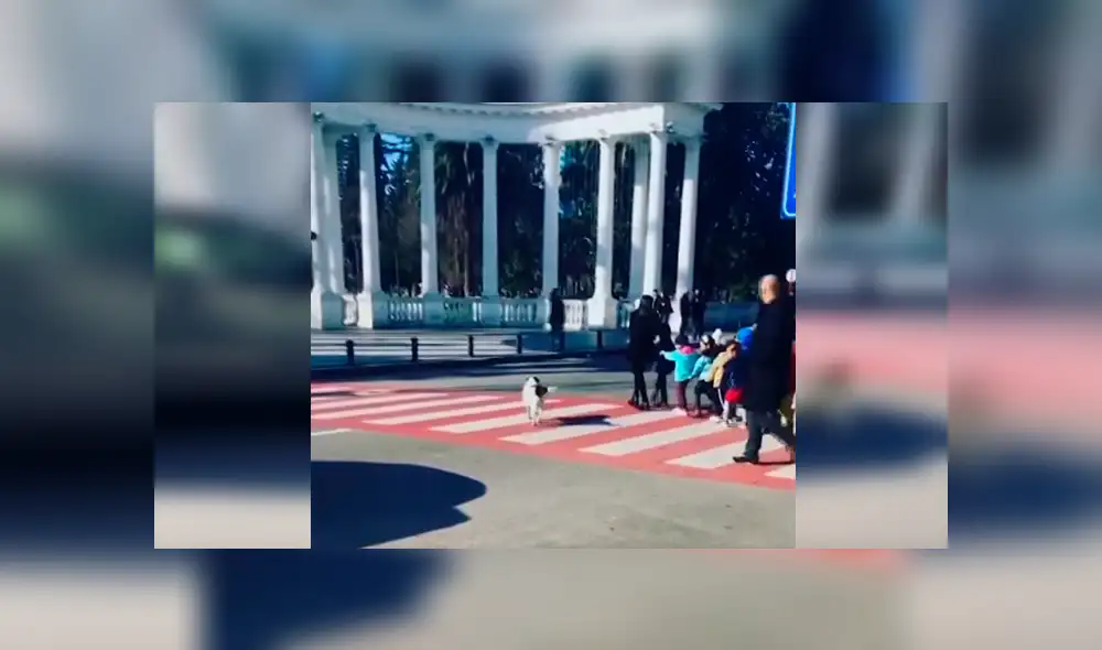 En Facebook, un perro ladró fuerte a los conductores con la intención que paren y dejen cruzar a unos niños. En Facebook, un perro ladró fuerte a los conductores con la intención que paren y dejen cruzar a unos niños.