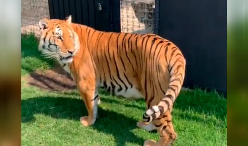 Facebook viral: tigre se toma curioso selfie al encontrar una cámara escondida dentro de recinto [FOTOS]