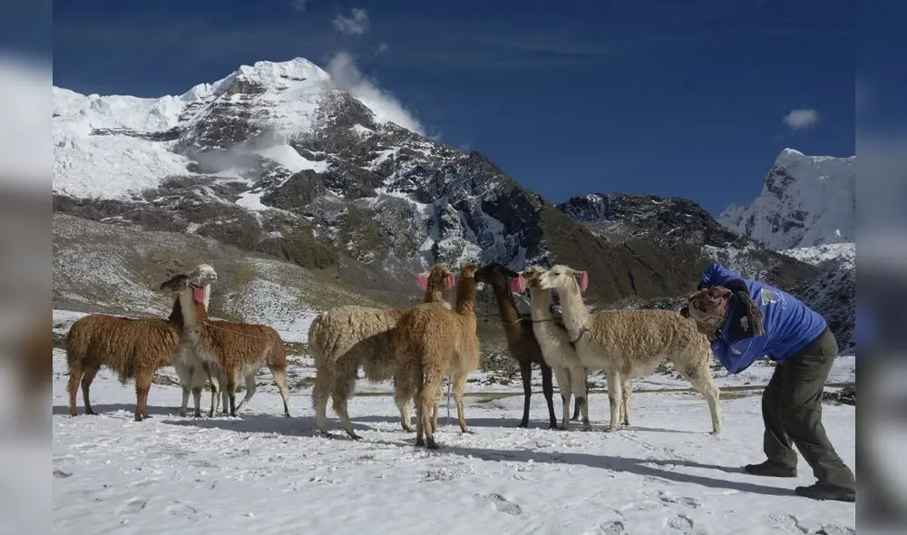 Cusco: Planean sembrar 7 millones de plantas nativas en Área de Conservación Ausangate Cusco: Planean sembrar 7 millones de plantas nativas en Área de Conservación Ausangate