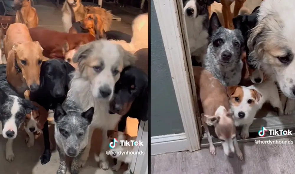 Este video cuenta con 4.4 millones de visualizaciones. Foto: composición LR / TikTok / @herdynhounds Este video cuenta con 4.4 millones de visualizaciones. Foto: composición LR / TikTok / @herdynhounds