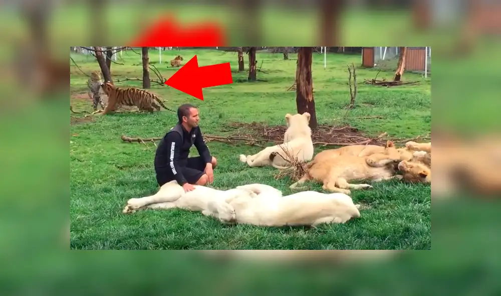 YouTube viral: feroz leopardo aparece para atacar a su domador y tigre lo evita enfrentándolo [VIDEO]