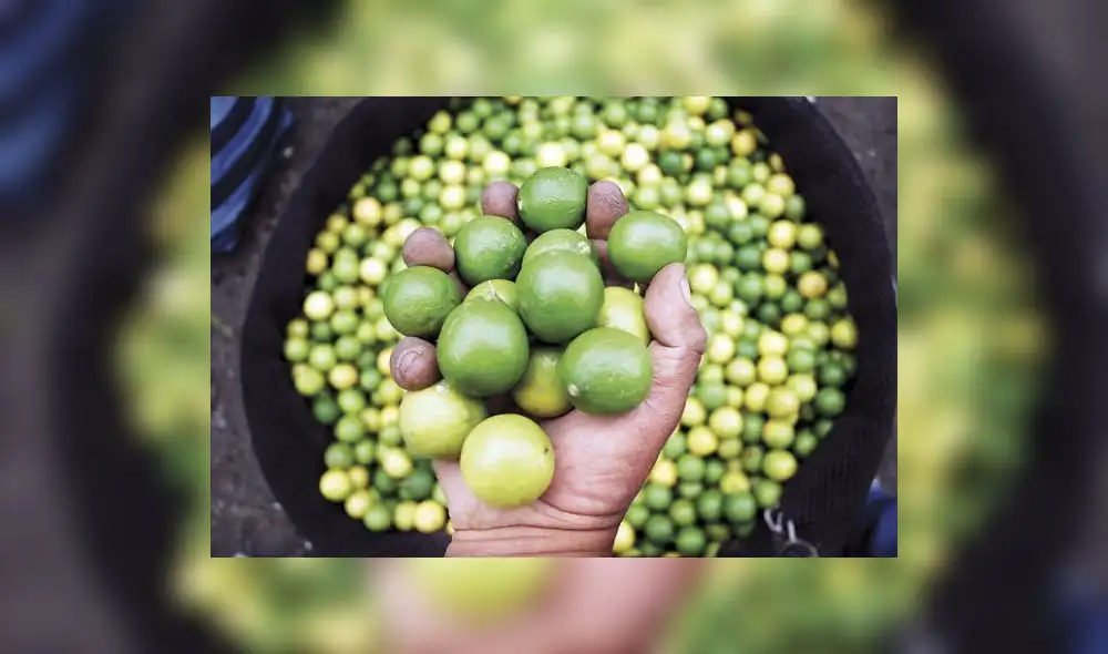 Precio del limón ahora cuesta 150 soles la bolsa en Piura