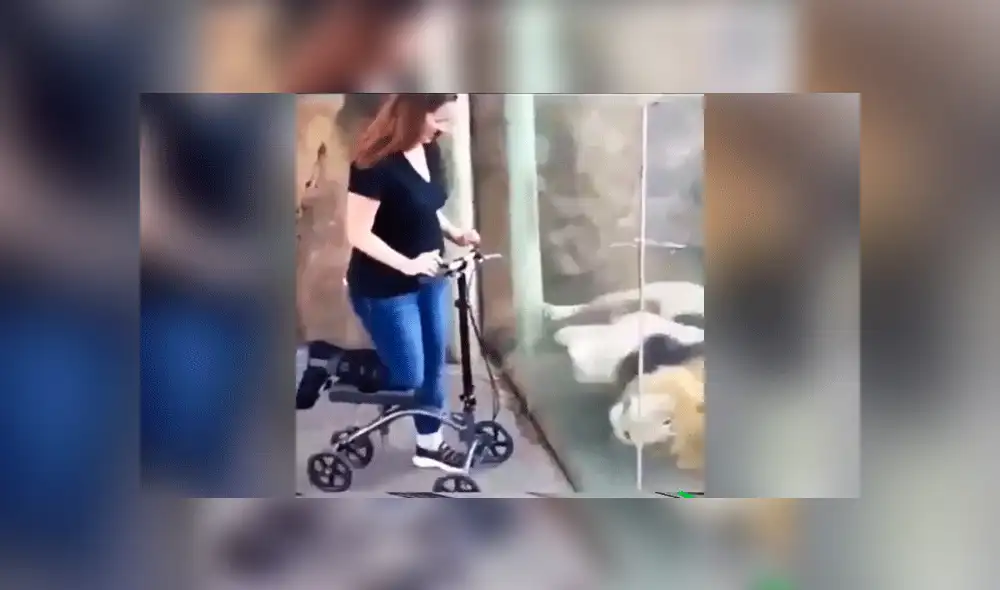 Facebook: fiero león ve a mujer embarazada y su reacción asombra VIDEO]