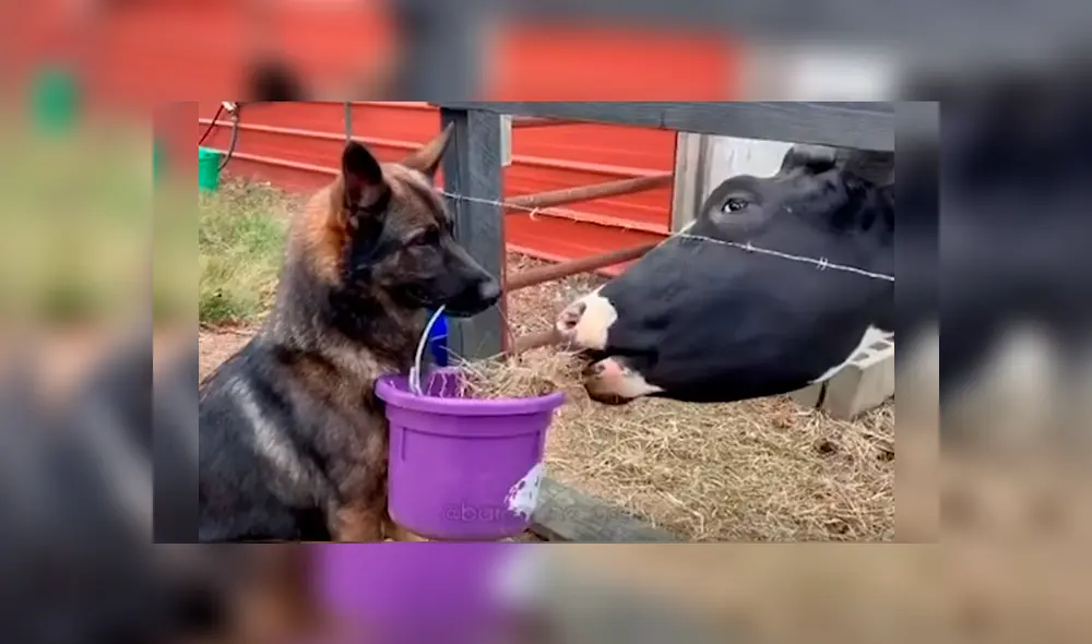 La dueña del can indicó que no es la primera vez que su mascota tiene esa peculiar conducta.  Video es viral en YouTube.