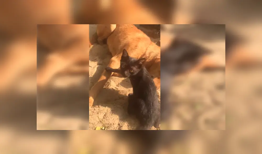 Es viral en Facebook. El dueño de los animales se percató de la emotiva escena y la grabó para compartirla en redes sociales Es viral en Facebook. El dueño de los animales se percató de la emotiva escena y la grabó para compartirla en redes sociales