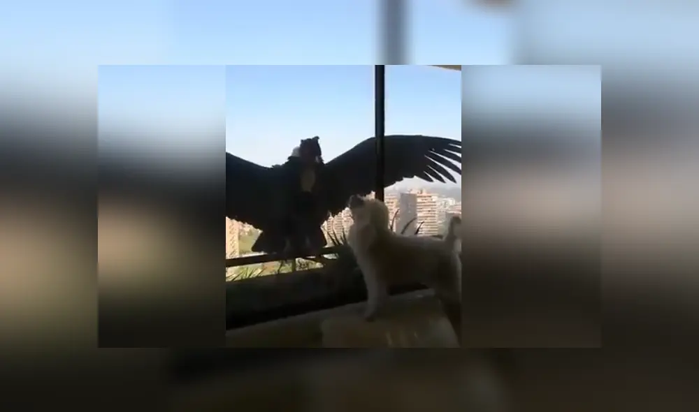 Mediante Facebook se hizo viral el momento en que un cóndor intento cazar a un perro.