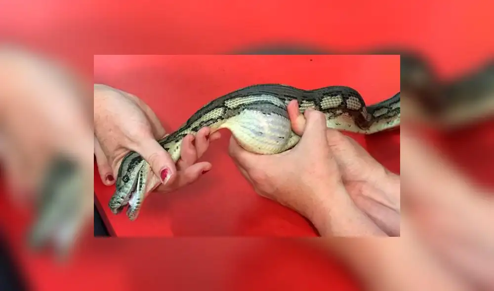 Sorprende en Facebook lo que encontraron dentro de una serpiente pitón |VIDEO