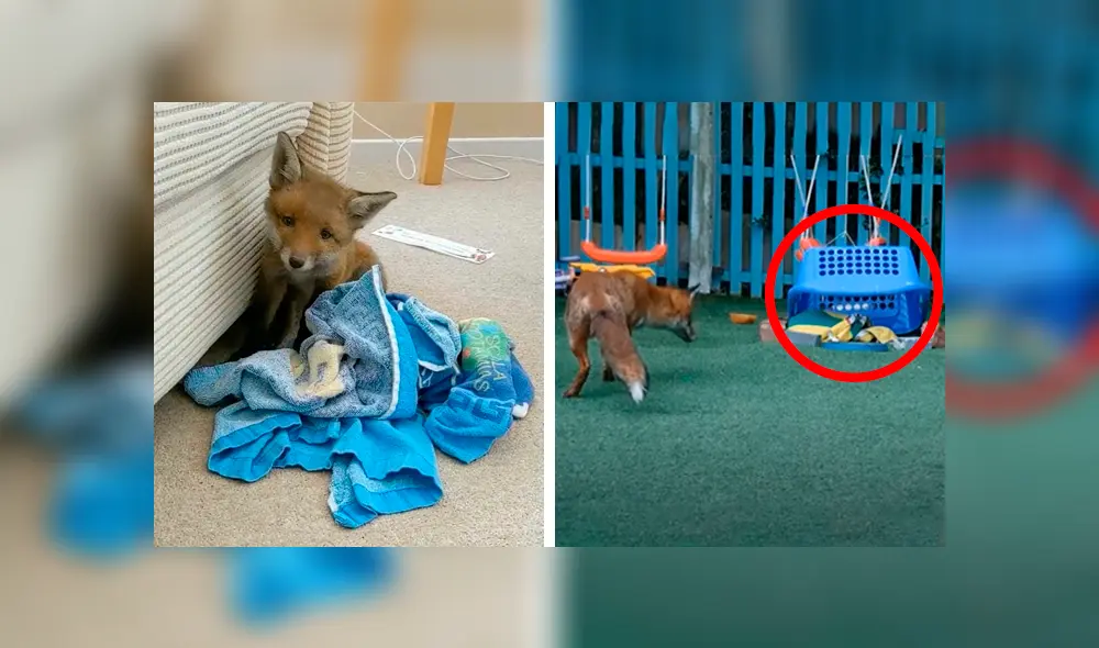 Desliza las imágenes para apreciar al indefenso animal que se escondió en el jardín de una casa al separarse de su madre. Foto: Caters Clips.