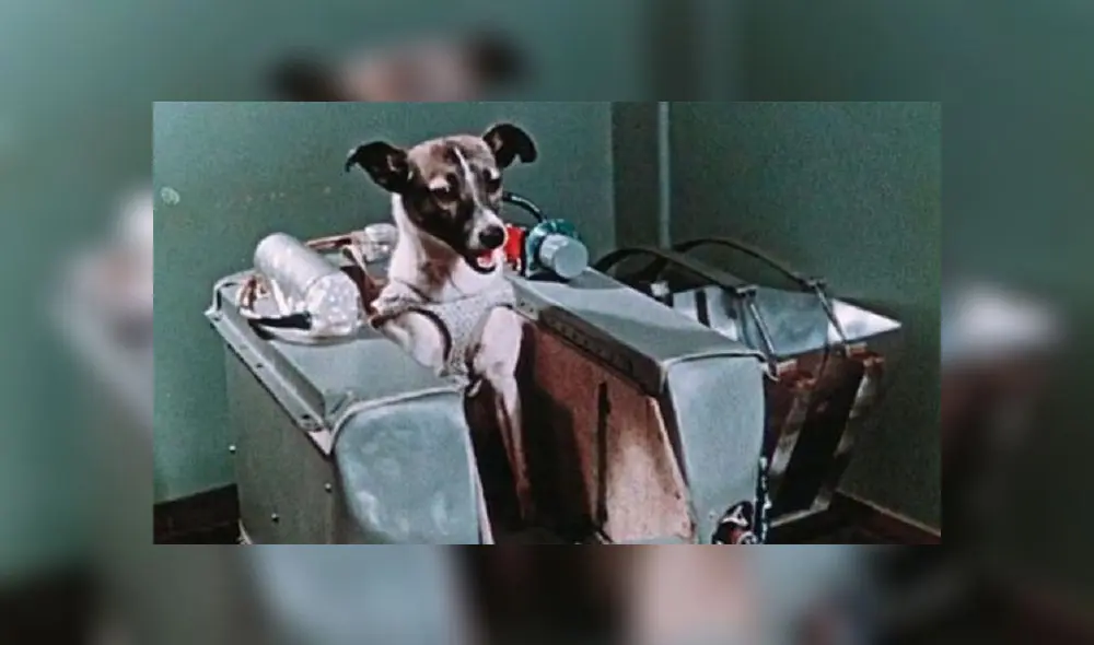 Laika partió al espacio exterior el 3 de noviembre de 1957, pero será recordada por toda la eternidad. Laika partió al espacio exterior el 3 de noviembre de 1957, pero será recordada por toda la eternidad.