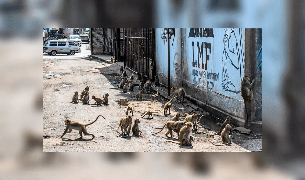 Los monos se quedaron sin la comida de los turistas debido a la pandemia. Foto: AFP.