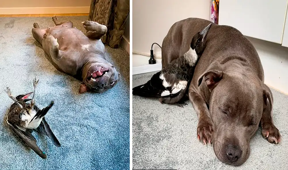 Desliza hacia la izquierda para ver las tiernas escenas protagonizadas por Molly y Peggy, los inseparables amigos. Foto: captura de YouTube Desliza hacia la izquierda para ver las tiernas escenas protagonizadas por Molly y Peggy, los inseparables amigos. Foto: captura de YouTube