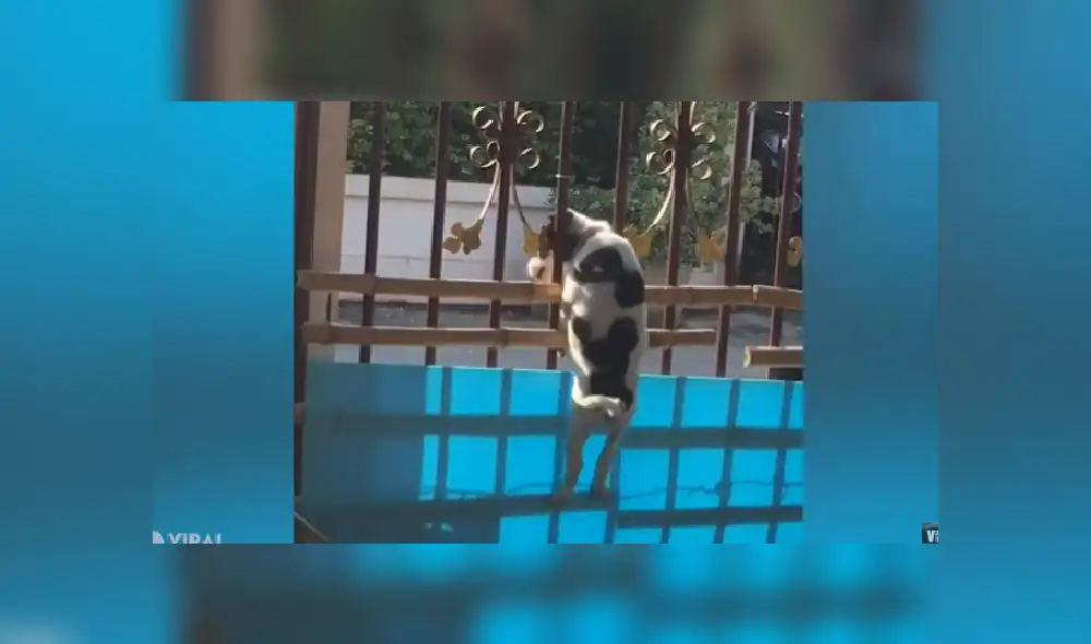 Desliza para ver más imágenes del tierno perro que quiso salir a como de lugar de su casa. Desliza para ver más imágenes del tierno perro que quiso salir a como de lugar de su casa.