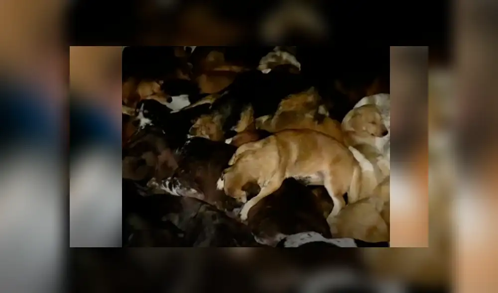 Desliza hacia la izquierda para ver el video viral de YouTube que muestra a los 600 perros junto a su dueño. Desliza hacia la izquierda para ver el video viral de YouTube que muestra a los 600 perros junto a su dueño.