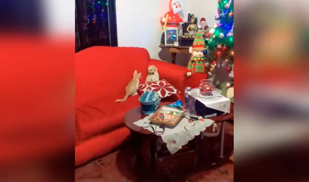 Desliza las imágenes para ver la curiosa escena que protagonizaron un gato y un perro bebé al quedarse solos por unos minutos. Foto: captura de TikTok Desliza las imágenes para ver la curiosa escena que protagonizaron un gato y un perro bebé al quedarse solos por unos minutos. Foto: captura de TikTok