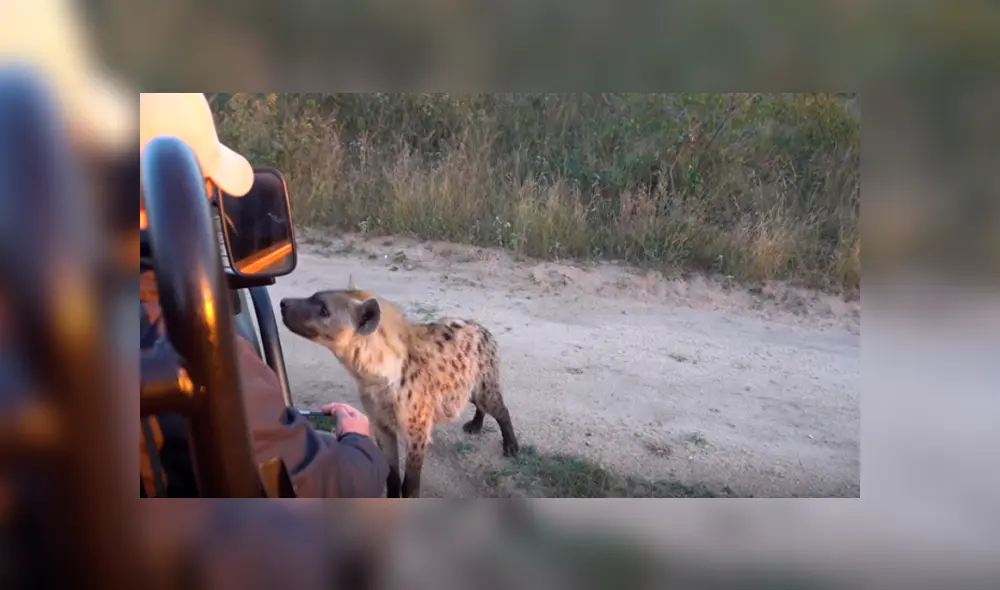 Desliza hacia la izquierda para ver el encentro cercano de un hombre con las hielas. Escena viral de YouTube. Desliza hacia la izquierda para ver el encentro cercano de un hombre con las hielas. Escena viral de YouTube.