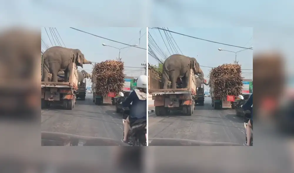 Desliza para ver los detalles del video viral de YouTube. Foto: Captura. Desliza para ver los detalles del video viral de YouTube. Foto: Captura.