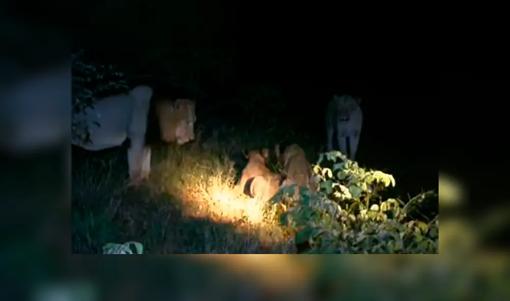 Desliza hacia la izquierda para ver las imágenes del viral de YouTube de un león enfrentándose con una manada de felinos.