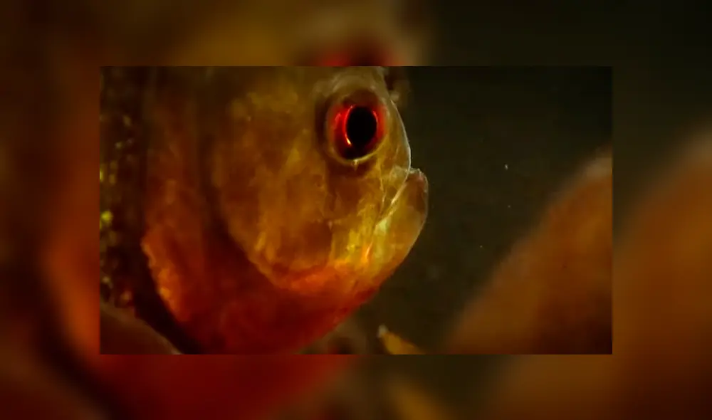 Pescador ingresa a peligrosa playa de Brasil para atrapar a peligrosa criatura marina que atacó a bañistas. Pescador ingresa a peligrosa playa de Brasil para atrapar a peligrosa criatura marina que atacó a bañistas.