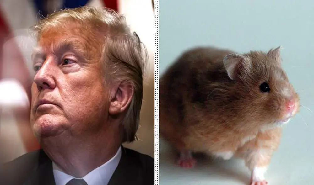 El 'cóctel' que le dieron a Trump también se aplicó en hámsteres, luego de que el presidente de EE. UU. diera positivo por coronavirus | Foto: Composición LR / Economíahoy El 'cóctel' que le dieron a Trump también se aplicó en hámsteres, luego de que el presidente de EE. UU. diera positivo por coronavirus | Foto: Composición LR / Economíahoy