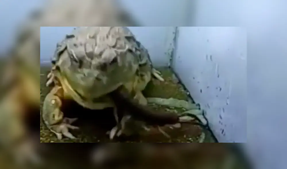 YouTube viral: extraña rana toro devora reptiles e insectos en unas cuantas mordidas [VIDEO]