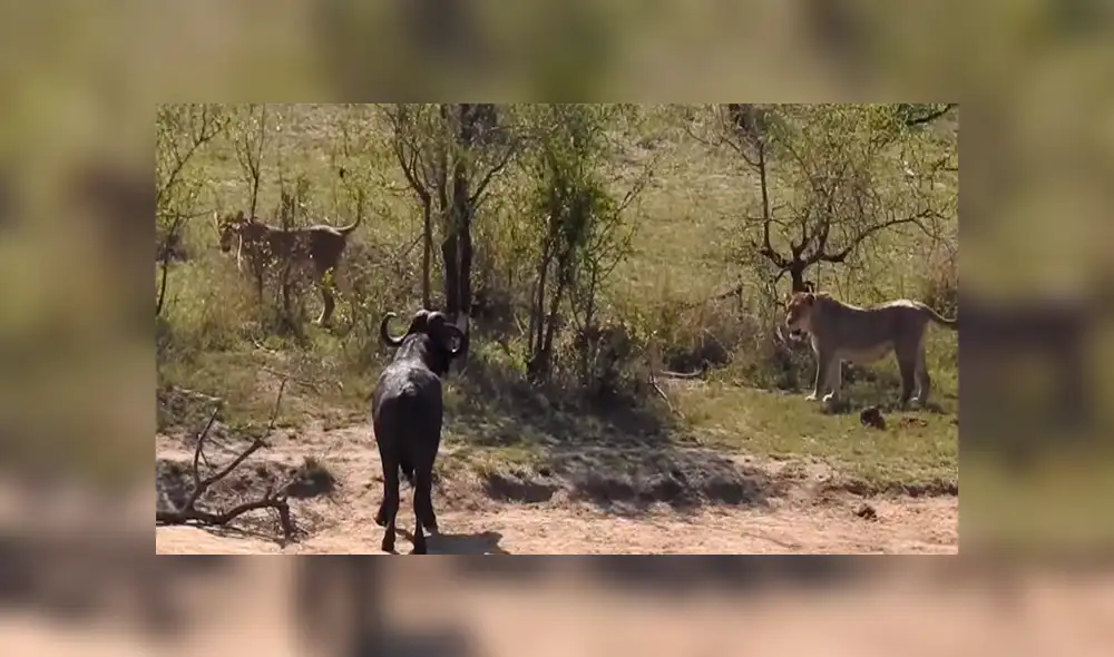 YouTube viral: Hambrientos leones cazan a búfalo, pero son atacados por enfurecida manada [VIDEO] 