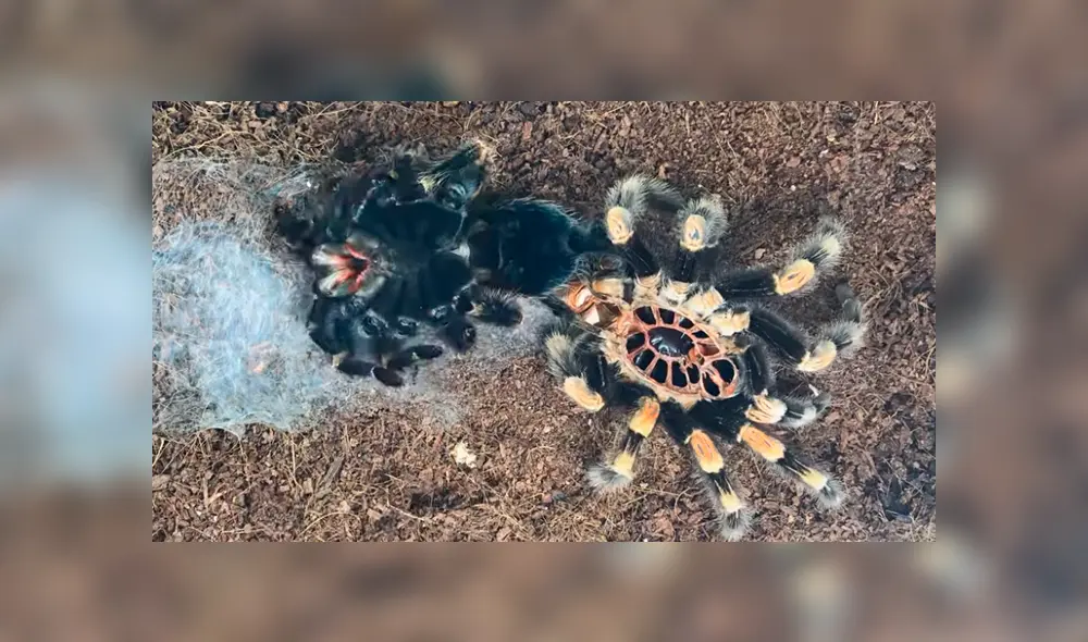YouTube viral:captan momento en el que tarántula cambia de piel y su aspecto impacta a miles [VIDEO] 