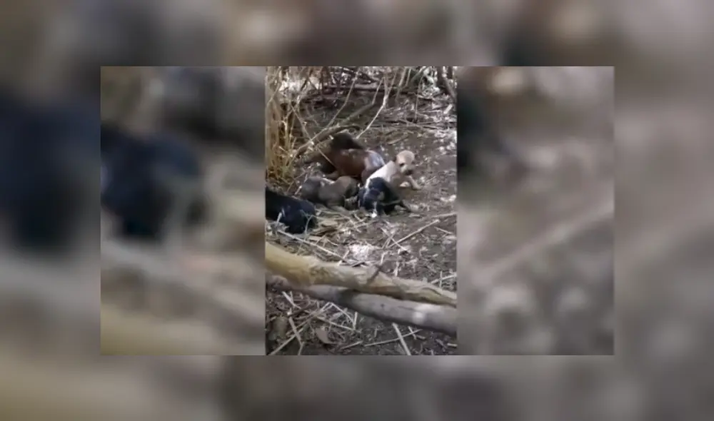 Video es viral en YouTube. Tras formar un vínculo con la mujer que la encontró deambulando y la alimentó, la perra la guio hasta el refugio de sus cachorros en busca de ayuda. Fotocaptura: YouTube