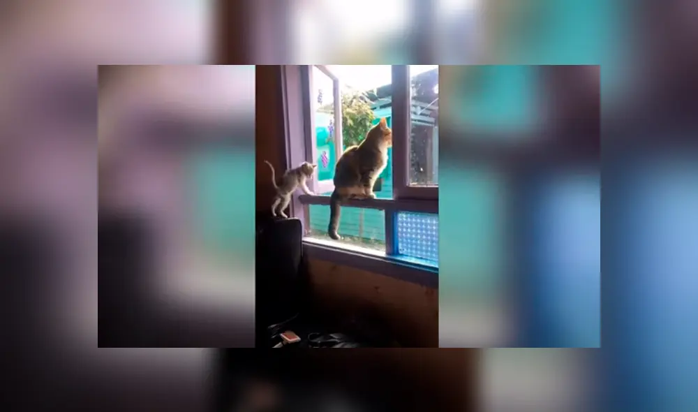 Desliza las imágenes hacia la izquierda para apreciar el incidente que sufrió un pequeño gato junto a su ‘amigo’. Desliza las imágenes hacia la izquierda para apreciar el incidente que sufrió un pequeño gato junto a su ‘amigo’.