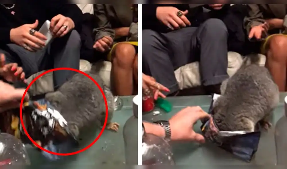 YouTube: disfrutaban de una fiesta y de pronto recibieron la visita de un "peculiar" ladrón