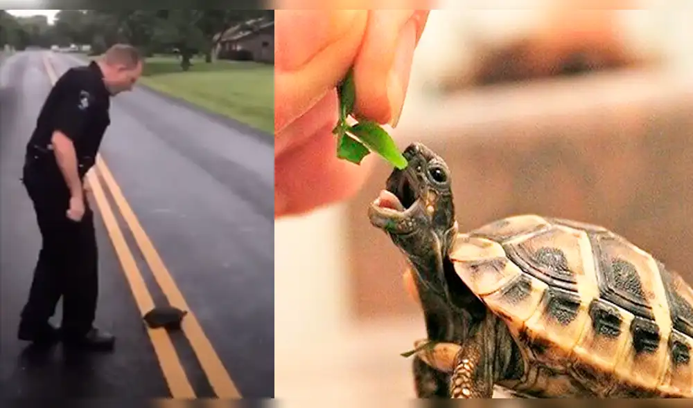 YouTube Viral: Impresionante carrera entre tortuga y policía sorprende a las redes [VIDEO]