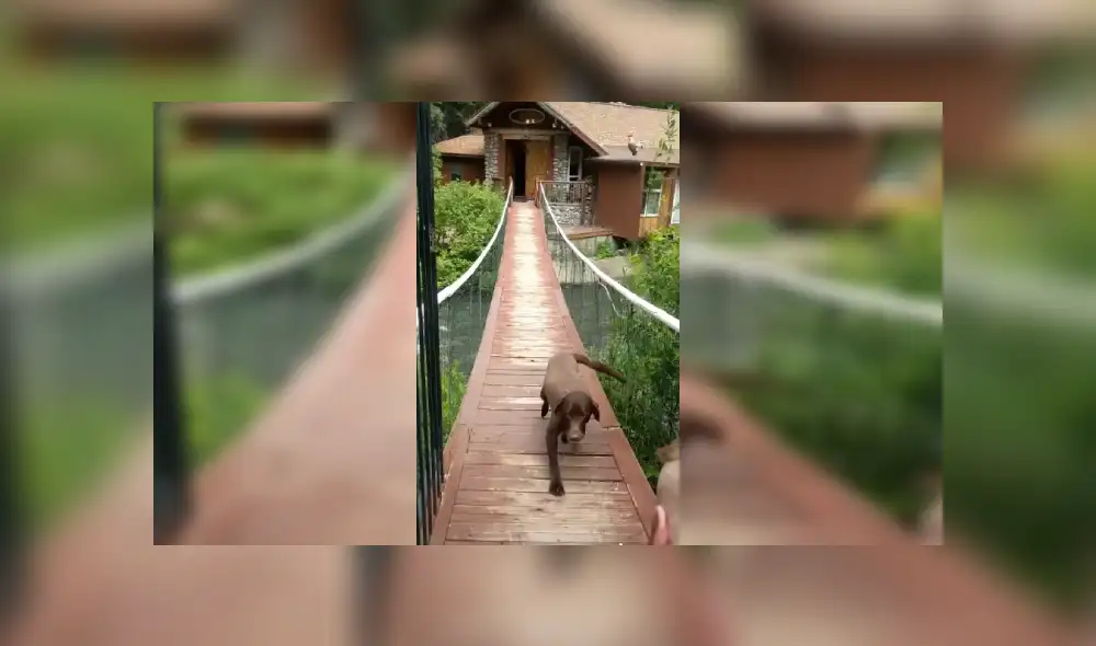 Desliza las imágenes hacia la izquierda para apreciar la valiente acción de un perro tras superar su mayor miedo. Fotocaptura: Facebook.