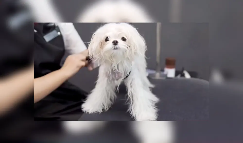 Desliza hacia la izquierda para ver el nuevo cambio de 'look' de un perro que se volvió famoso en Facebook. Desliza hacia la izquierda para ver el nuevo cambio de 'look' de un perro que se volvió famoso en Facebook.