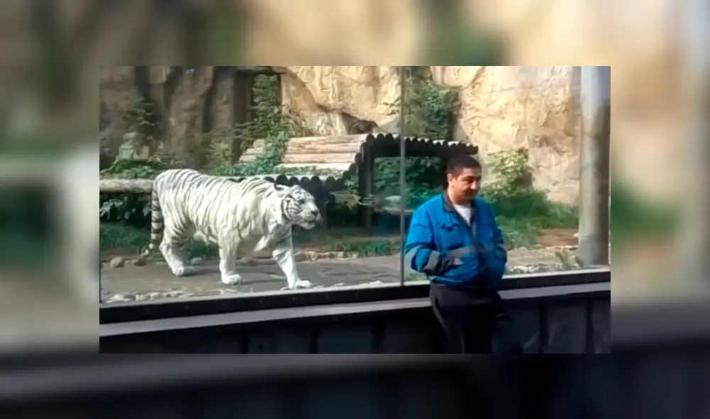 Un video viral de YouTube muestra la reacción que tuvo un tigre blanco al estar a pocos metros de turista, en zoológico. Un video viral de YouTube muestra la reacción que tuvo un tigre blanco al estar a pocos metros de turista, en zoológico.