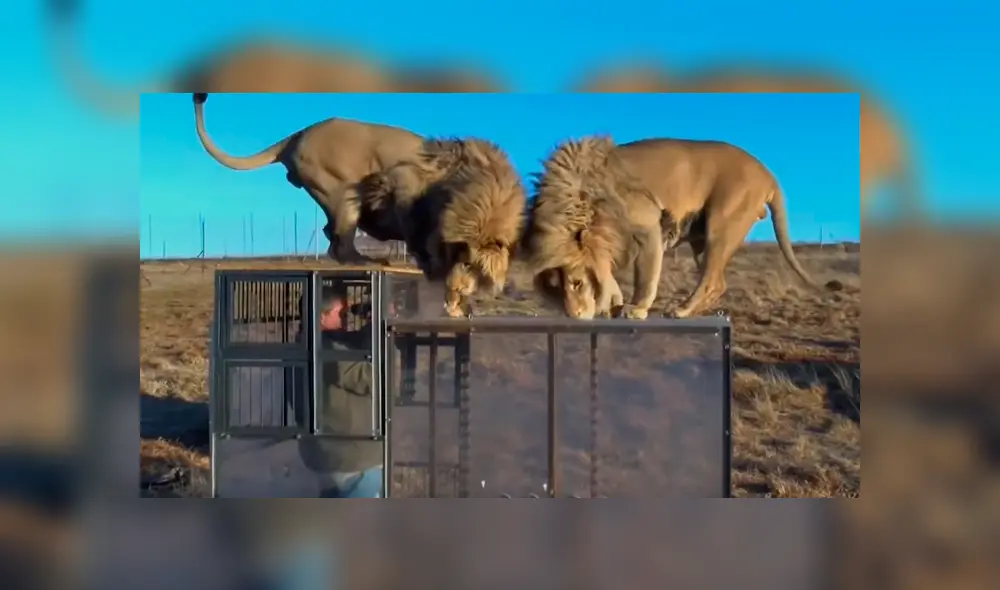 Turista se mete a jaula de feroces leones, sin imaginar que depredadores intentarían devorarlo [VIDEO] 