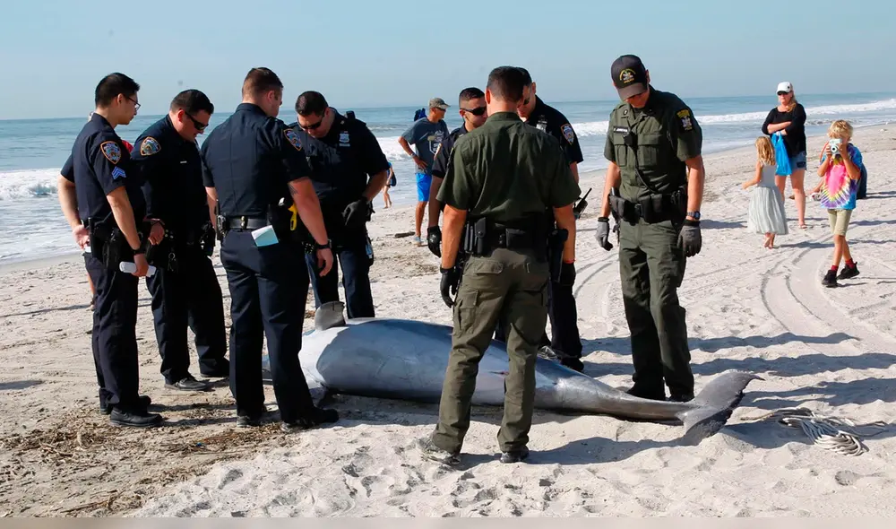 El perro se acercó inmediatamente al delfín para intentar socorrerlo. Foto: G.N. Miller El perro se acercó inmediatamente al delfín para intentar socorrerlo. Foto: G.N. Miller