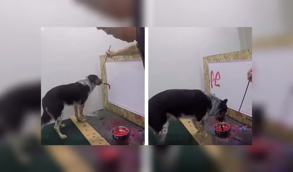 Desliza las imágenes hacia la izquierda para conocer la increíble habilidad de un perro que aprendió a dibujar. Foto: Captura. Desliza las imágenes hacia la izquierda para conocer la increíble habilidad de un perro que aprendió a dibujar. Foto: Captura.