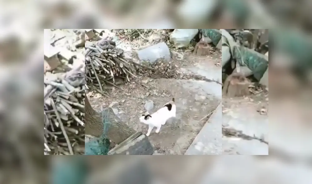 Desliza hacia la izquierda para ver más del video viral. Fotocaptura: Twitter